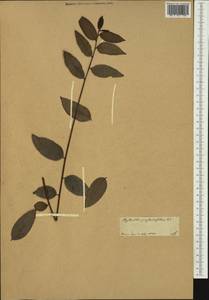 Phyllanthus juglandifolius Willd., Австралия и Океания (AUSTR)