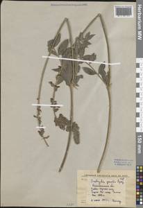 Эспарцет большой Lipsky, Средняя Азия и Казахстан, Западный Тянь-Шань и Каратау (M3) (Узбекистан)