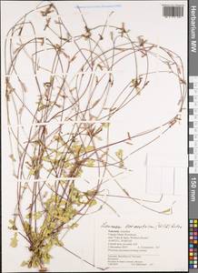 Лаунея отпрысковая (Willd.) Sch. Bip. ex Kuntze, Африка (AFR) (Танзания)