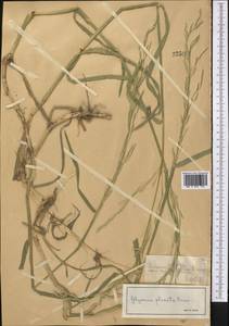 Манник замеченный Chevall., Средняя Азия и Казахстан, Северный и Центральный Тянь-Шань (M4) (Казахстан)