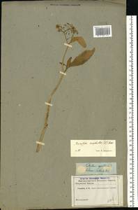 Жерушник земноводный (L.) Besser, Восточная Европа, Средневолжский район (E8) (Россия)