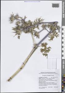 Eryngium bourgatii Gouan, Западная Европа (EUR) (Испания)