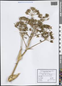 Ferula tenuissima Hub.-Mor. & Peşmen, Зарубежная Азия (ASIA) (Турция)
