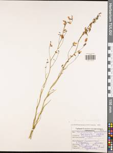 Колокольчик круглолистный L., Восточная Европа, Центральный район (E4) (Россия)