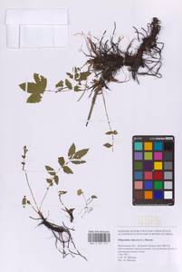 Таволга вязолистная (L.) Maxim., Восточная Европа, Московская область и Москва (E4a) (Россия)