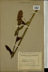 Stachys macrostachys (Wender.) Briq., Кавказ, Армения (K5) (Армения)