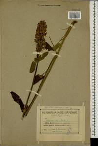 Betonica orientalis L., Кавказ, Армения (K5) (Армения)