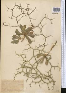 Launaea acanthodes subsp. acanthodes, Средняя Азия и Казахстан, Копетдаг, Бадхыз, Малый и Большой Балхан (M1) (Туркмения)