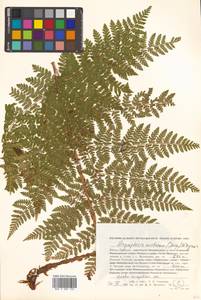 Dryopteris dilatata subsp. dilatata, Сибирь, Дальний Восток (S6) (Россия)