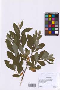 Ива пепельно-серая L., Восточная Европа, Московская область и Москва (E4a) (Россия)