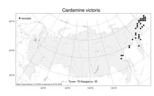 Cardamine victoris, Сердечник Виктора N.Busch, Атлас флоры России (FLORUS) (Россия)