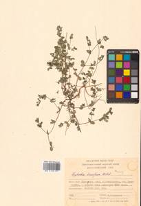 Молочай приземистый Willd., Сибирь, Дальний Восток (S6) (Россия)