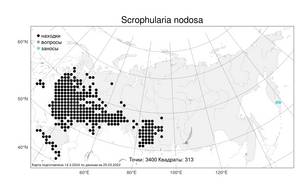 Scrophularia nodosa, Норичник узловатый, Норичник шишковатый L., Атлас флоры России (FLORUS) (Россия)