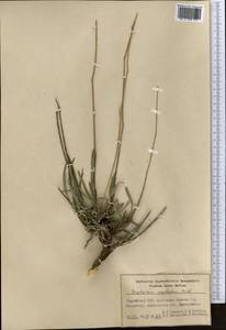 Володушка высокая M.Bieb., Средняя Азия и Казахстан, Памир и Памиро-Алай (M2) (Киргизия)