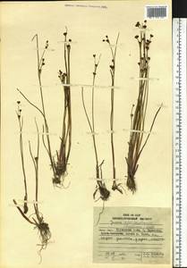 Juncus fauriensis subsp. kamschatcensis (Buch.) Novikov, Сибирь, Дальний Восток (S6) (Россия)