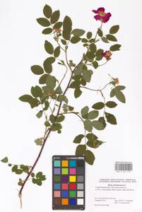 Шиповник майский Herrm., Восточная Европа, Нижневолжский район (E9) (Россия)