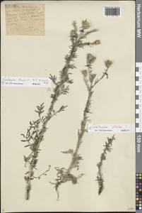 Centaurea stoebe × arenaria, Восточная Европа, Центральный лесостепной район (E6) (Россия)