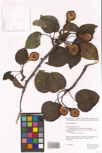 Груша обыкновенная, Груша садовая L., Восточная Европа, Центральный лесостепной район (E6) (Россия)