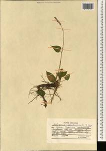 Bistorta amplexicaulis (D. Don) Greene, Зарубежная Азия (ASIA) (Афганистан)