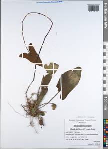 Mickelopteris cordata (Hook. & Grev.) Fraser-Jenk., Зарубежная Азия (ASIA) (Вьетнам)