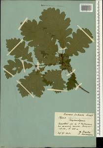 Дуб скальный (Matt.) Liebl., Крым (KRYM) (Россия)