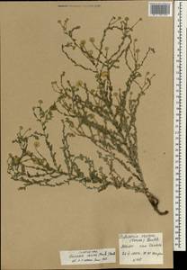 Pulicaria undulata subsp. undulata, Африка (AFR) (Мали)