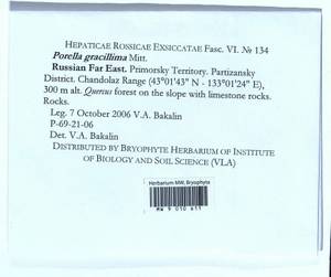 Porella gracillima Mitt., Гербарий мохообразных, Мхи - Дальний Восток (без Чукотки и Камчатки) (B20) (Россия)
