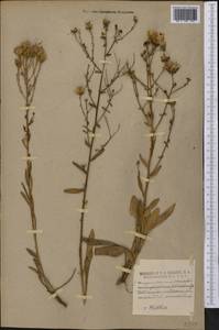 Carphephorus bellidifolius (Michx.) Torr. & A. Gray, Америка (AMER) (США)
