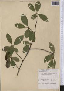 Aronia arbutifolia (L.) Pers., Америка (AMER) (США)