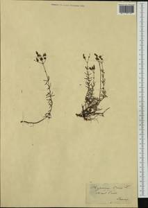 Hypericum coris L., Западная Европа (EUR) (Франция)