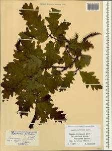 Дуб скальный (Matt.) Liebl., Кавказ, Северная Осетия, Ингушетия и Чечня (K1c) (Россия)