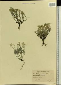 Odontarrhena tortuosa subsp. tortuosa, Восточная Европа, Восточный район (E10) (Россия)