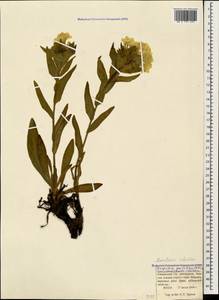 Гуния красивая (Willd. ex Roem. & Schult.) W. Greuter & Burdet, Кавказ, Краснодарский край и Адыгея (K1a) (Россия)