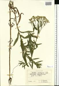 Achillea salicifolia subsp. salicifolia, Восточная Европа, Северо-Западный район (E2) (Россия)