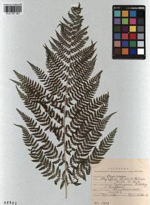 Pseudathyrium alpestre subsp. alpestre, Сибирь, Алтай и Саяны (S2) (Россия)
