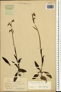 Ophrys scolopax subsp. cornuta (Steven) E.G.Camus, Кавказ, Грузия (K4) (Грузия)