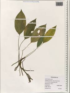 Peliosanthes, Зарубежная Азия (ASIA) (Лаос)