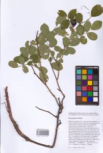 Шиповник галльский, Роза французская L., Восточная Европа, Южно-Украинский район (E12) (Украина)