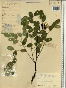 Adenanthera pavonina L., Зарубежная Азия (ASIA) (КНР)