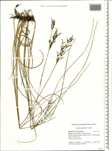 Ситник Жерара Loisel., Крым (KRYM) (Россия)