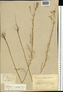 Гулявник высокий L., Восточная Европа, Средневолжский район (E8) (Россия)