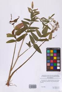 Поручейник широколистный L., Восточная Европа, Московская область и Москва (E4a) (Россия)