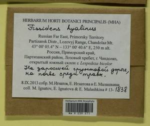 Fissidens hyalinus Wilson & Hook., Гербарий мохообразных, Мхи - Дальний Восток (без Чукотки и Камчатки) (B20) (Россия)