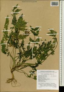Пупырник тонколистный, Торилис тонколистный (L.) Rchb. fil., Зарубежная Азия (ASIA) (Израиль)