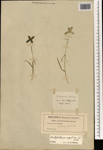 Дактилоктениум египетский (L.) Willd., Зарубежная Азия (ASIA) (Германия)