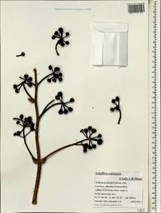 Heptapleurum subintegrum (Craib) G. M. Plunkett & Lowry, Зарубежная Азия (ASIA) (Таиланд)