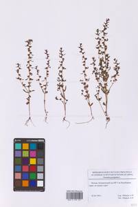 Вероника иноземная L., Восточная Европа, Московская область и Москва (E4a) (Россия)