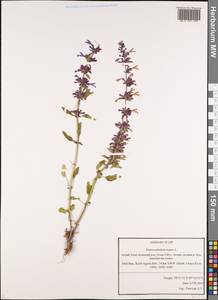 Змееголовник поникший L., Сибирь, Алтай и Саяны (S2) (Россия)