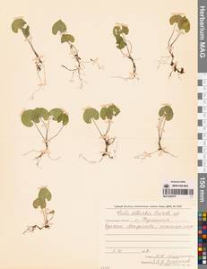 Фиалка Селькирка Pursh ex Goldie, Сибирь, Дальний Восток (S6) (Россия)