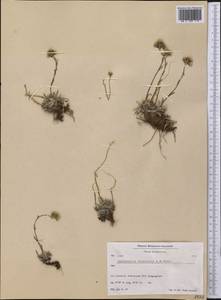 Antennaria friesiana subsp. friesiana, Америка (AMER) (Гренландия)